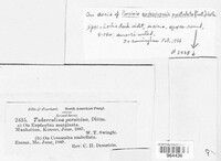 Tuberculina persicina image